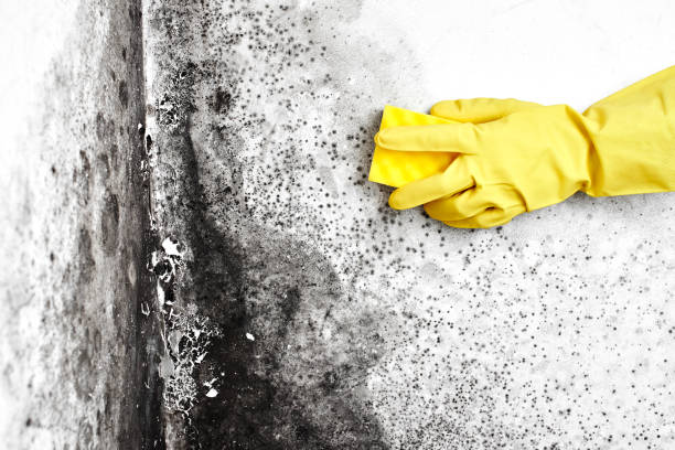 Best Fast Mold Removal  in Dike, IA