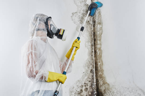 Best Affordable Mold Removal  in Dike, IA