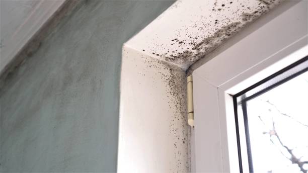 Best Mold Remediation Experts  in Dike, IA
