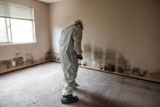 Best Mold Inspection  in Dike, IA