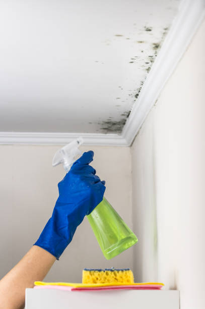 Best Same-Day Mold Removal  in Dike, IA